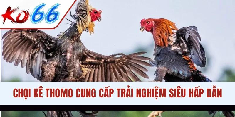 Chọi kê Thomo cung cấp trải nghiệm siêu hấp dẫn